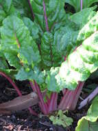 Image of Beta vulgaris subsp. vulgaris Cicla