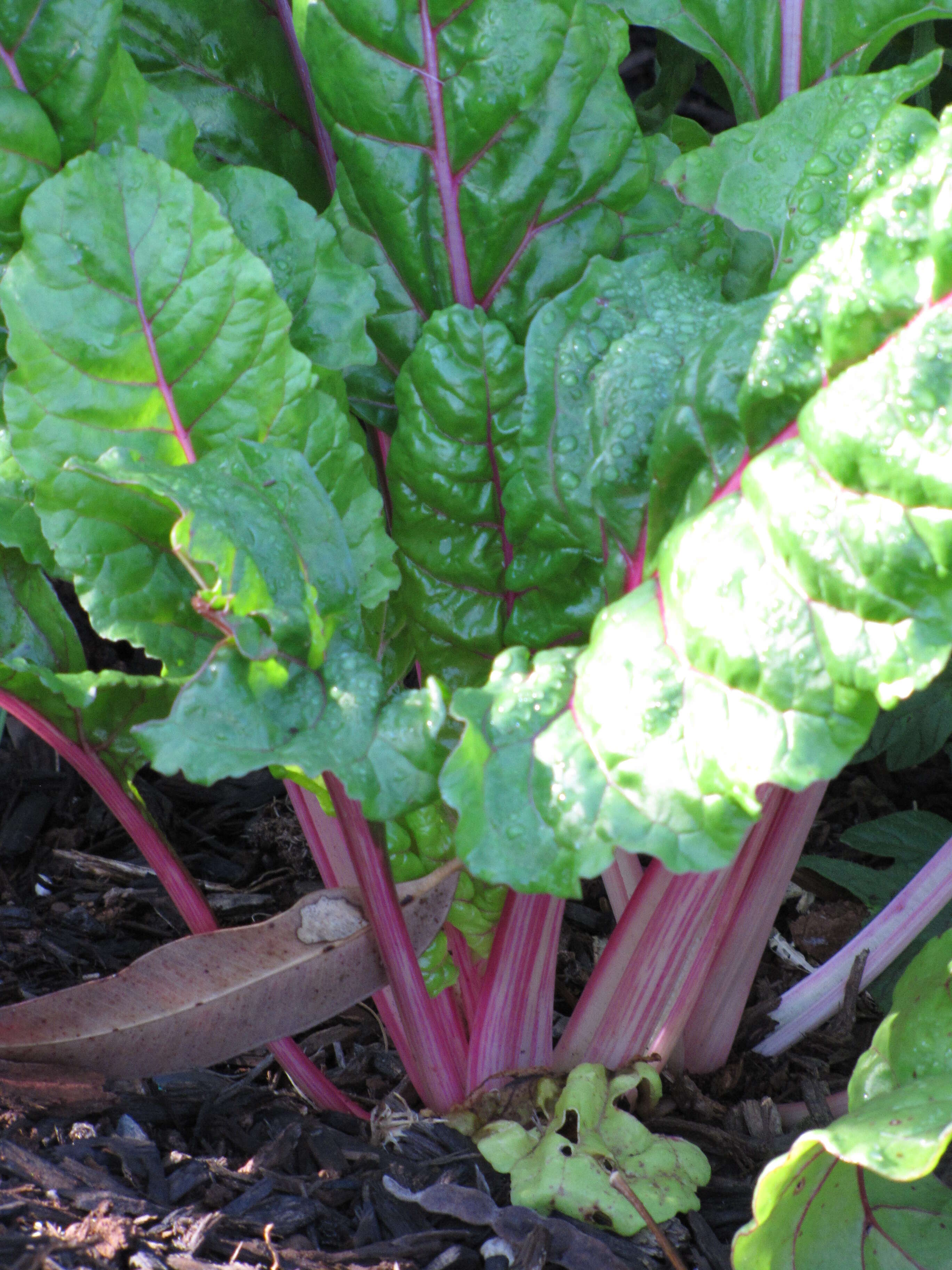 Image of Beta vulgaris subsp. vulgaris Cicla