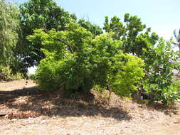 Image of Lignum Vitae