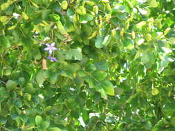 Image of Lignum Vitae