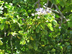 Image of Lignum Vitae