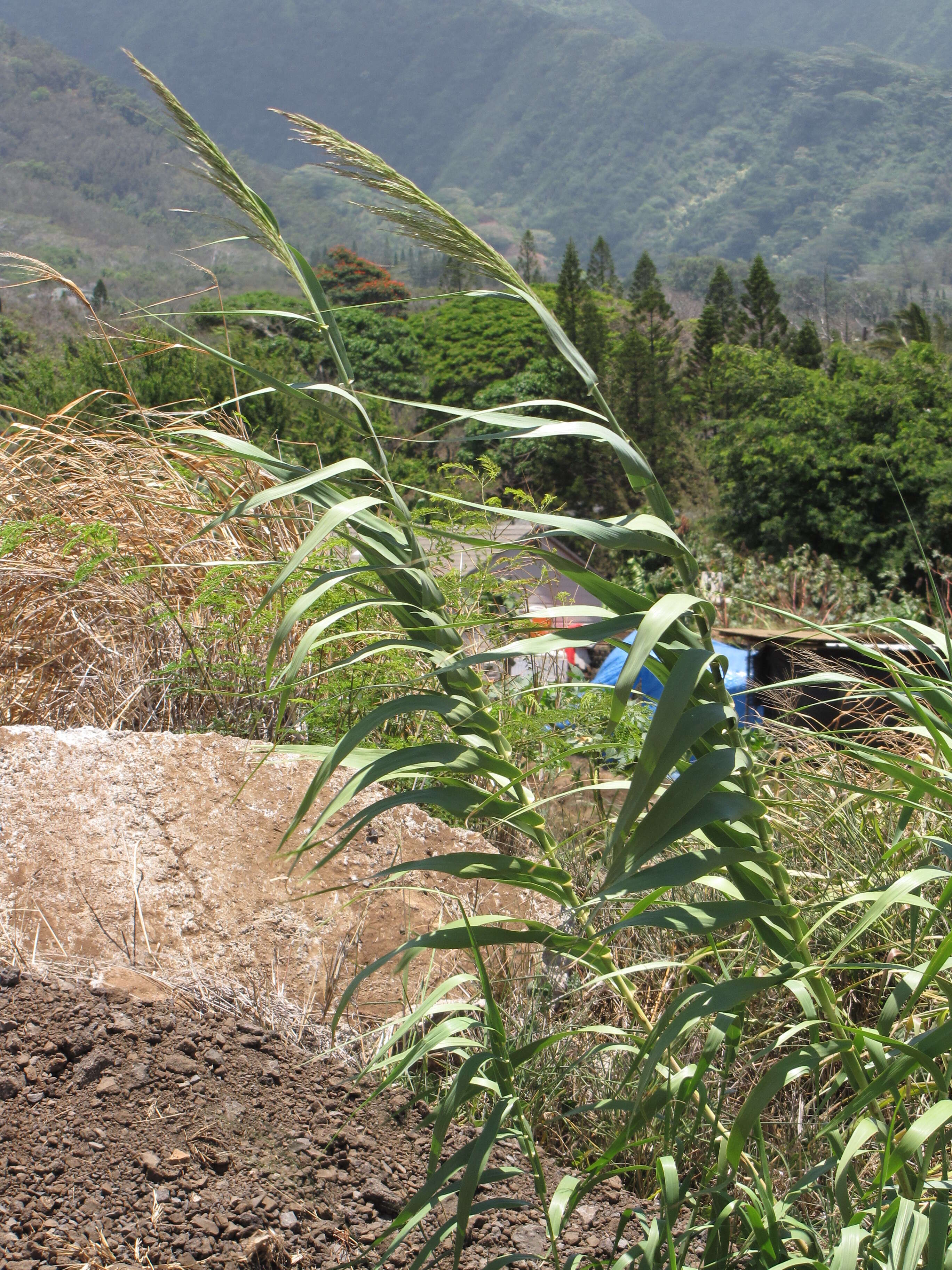 Image of giant reed