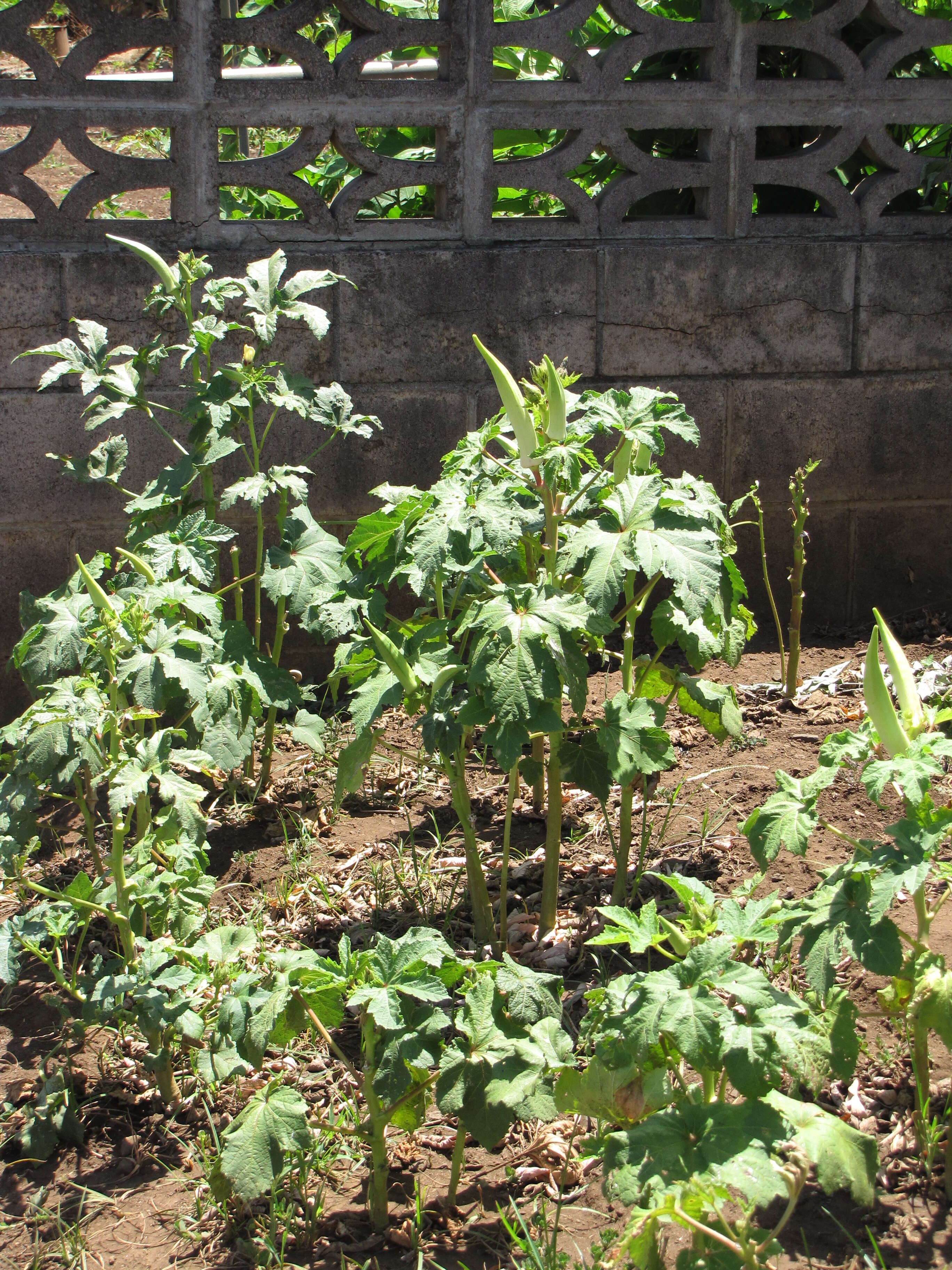 Image of okra