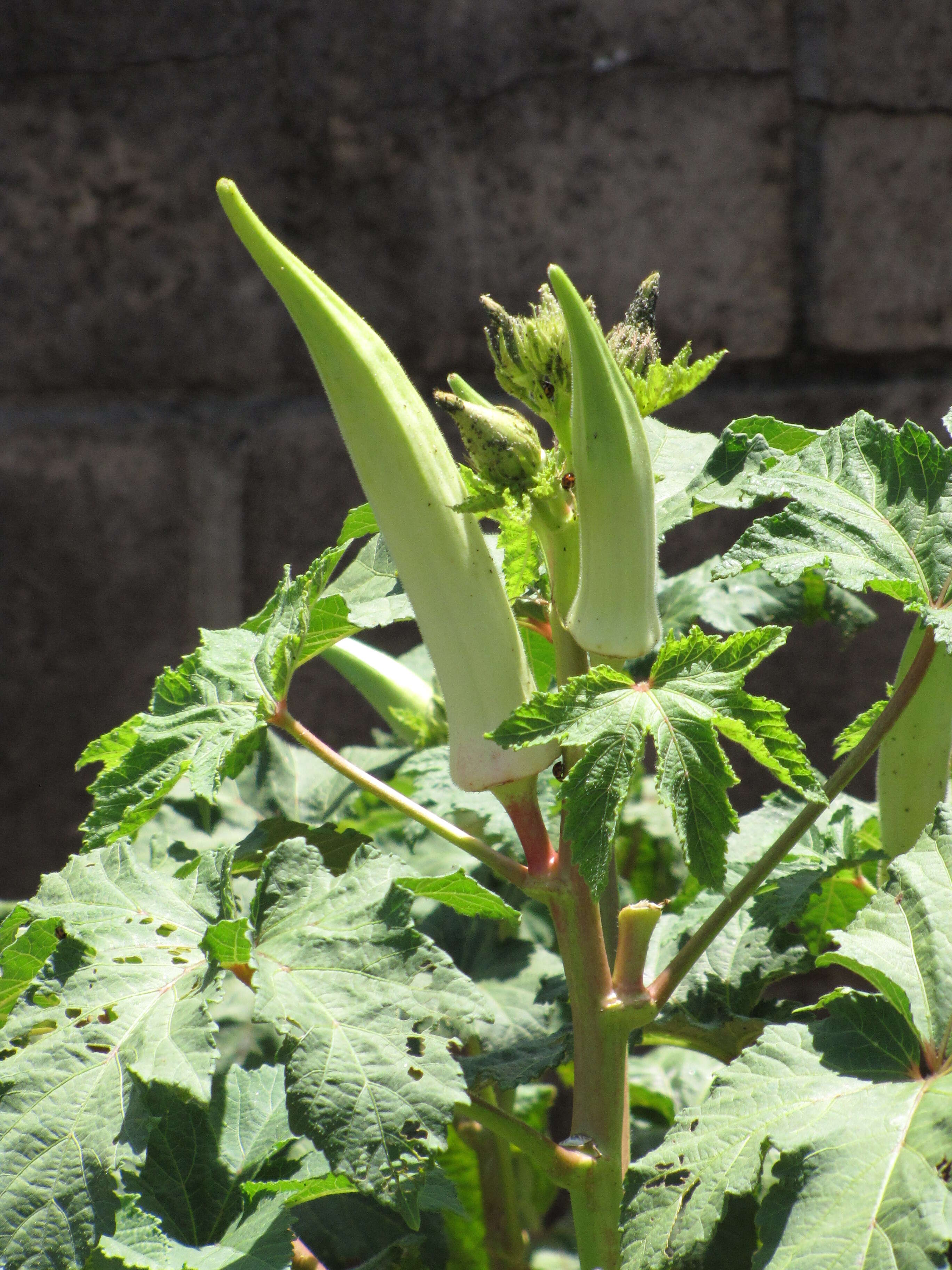 Image of okra