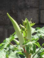 Image of okra