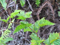 Слика од Rubus hawaiensis A. Gray