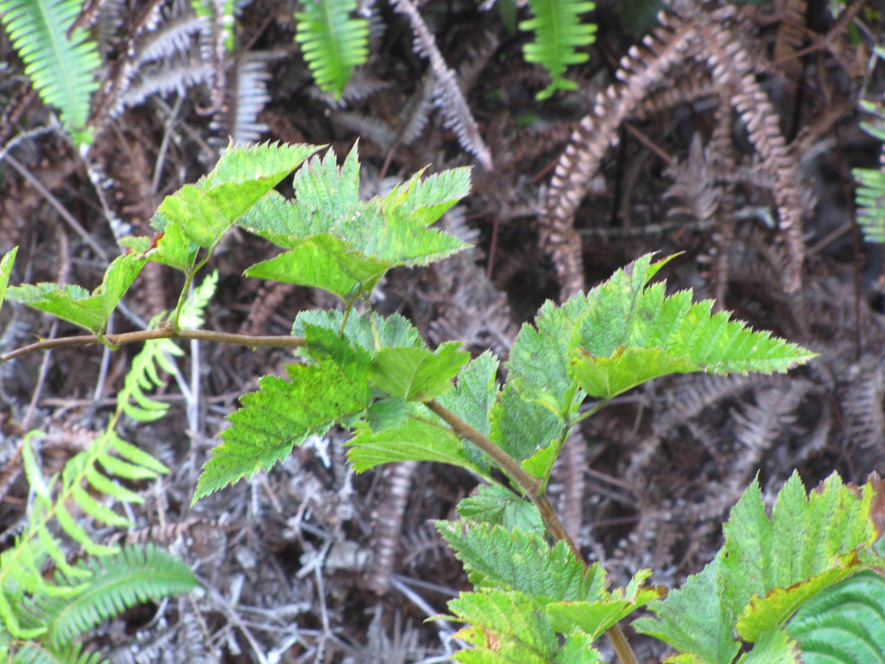 Слика од Rubus hawaiensis A. Gray