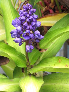 Image of Blue ginger