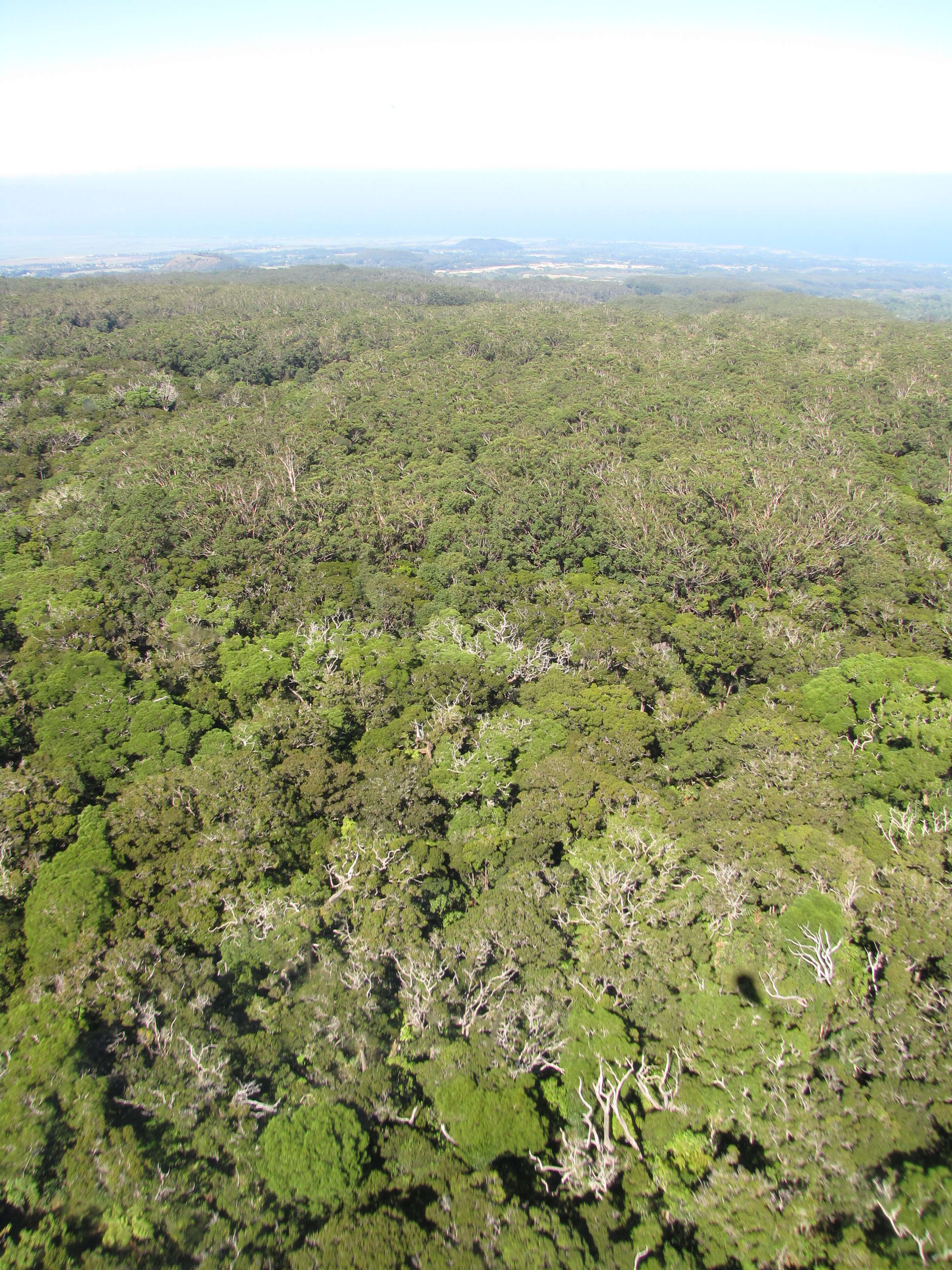 Image of wahini noho mauna