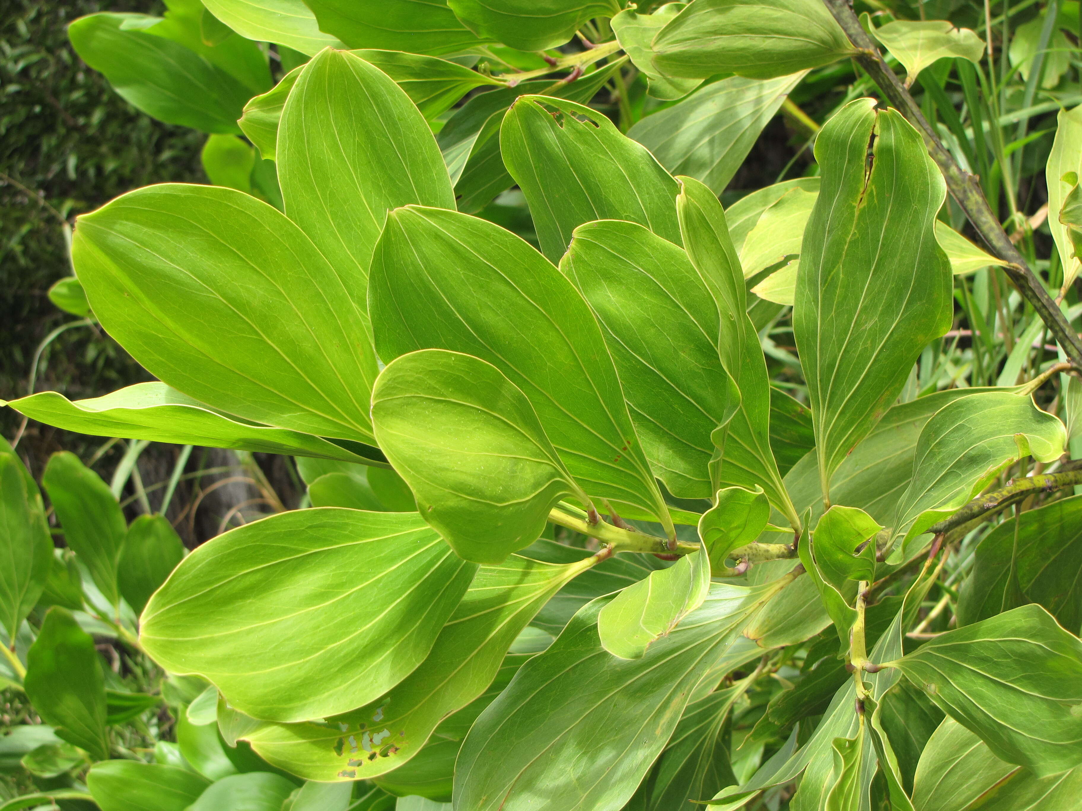 Image of Black wattle