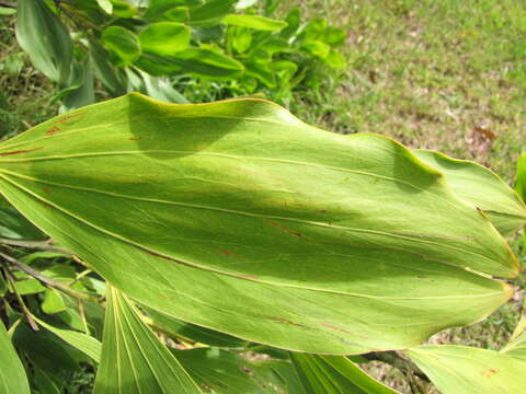 Image of Black wattle