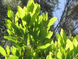 Image of Black wattle