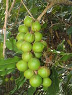 Image of macadamia nut