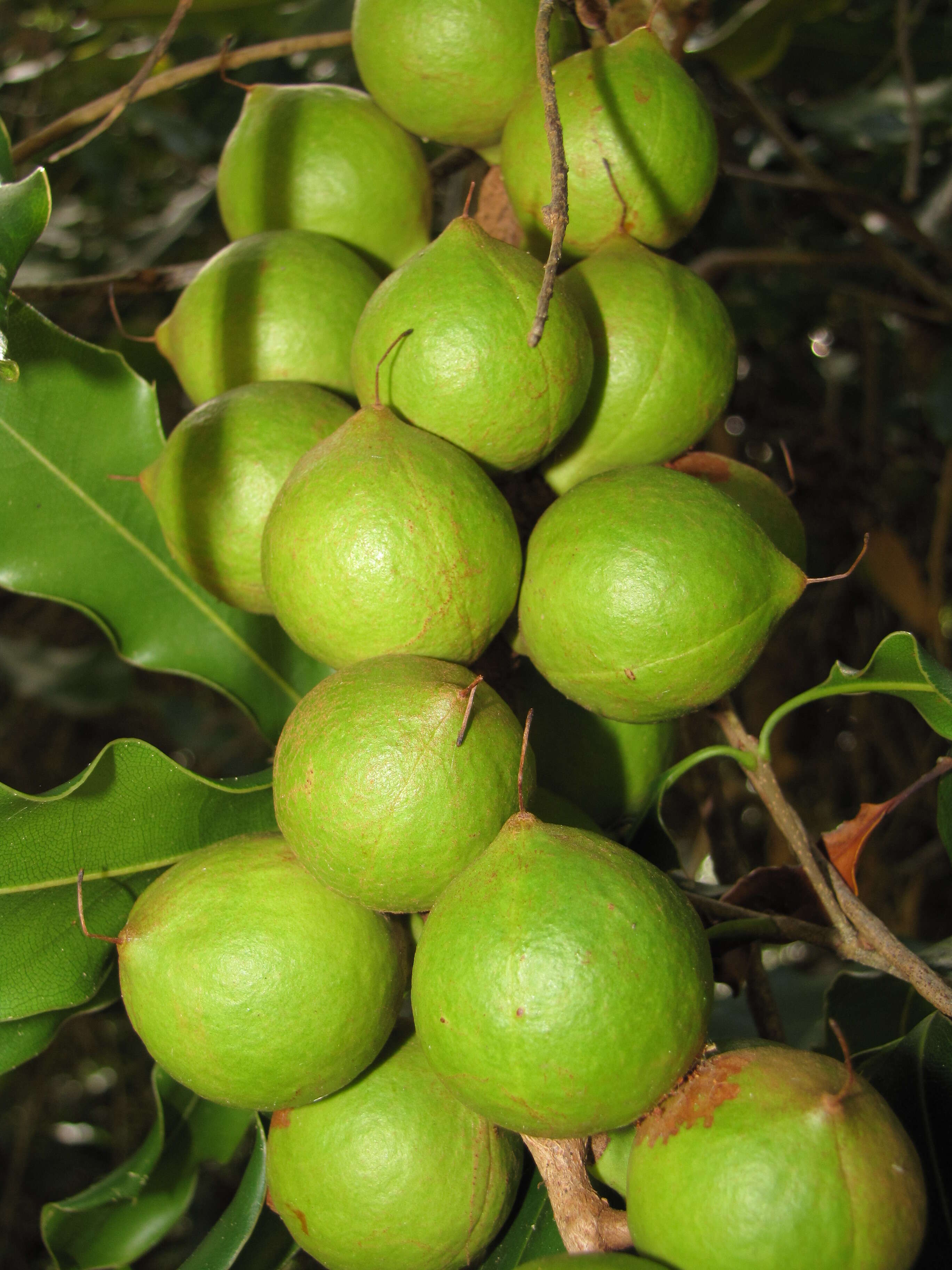 Image of macadamia nut