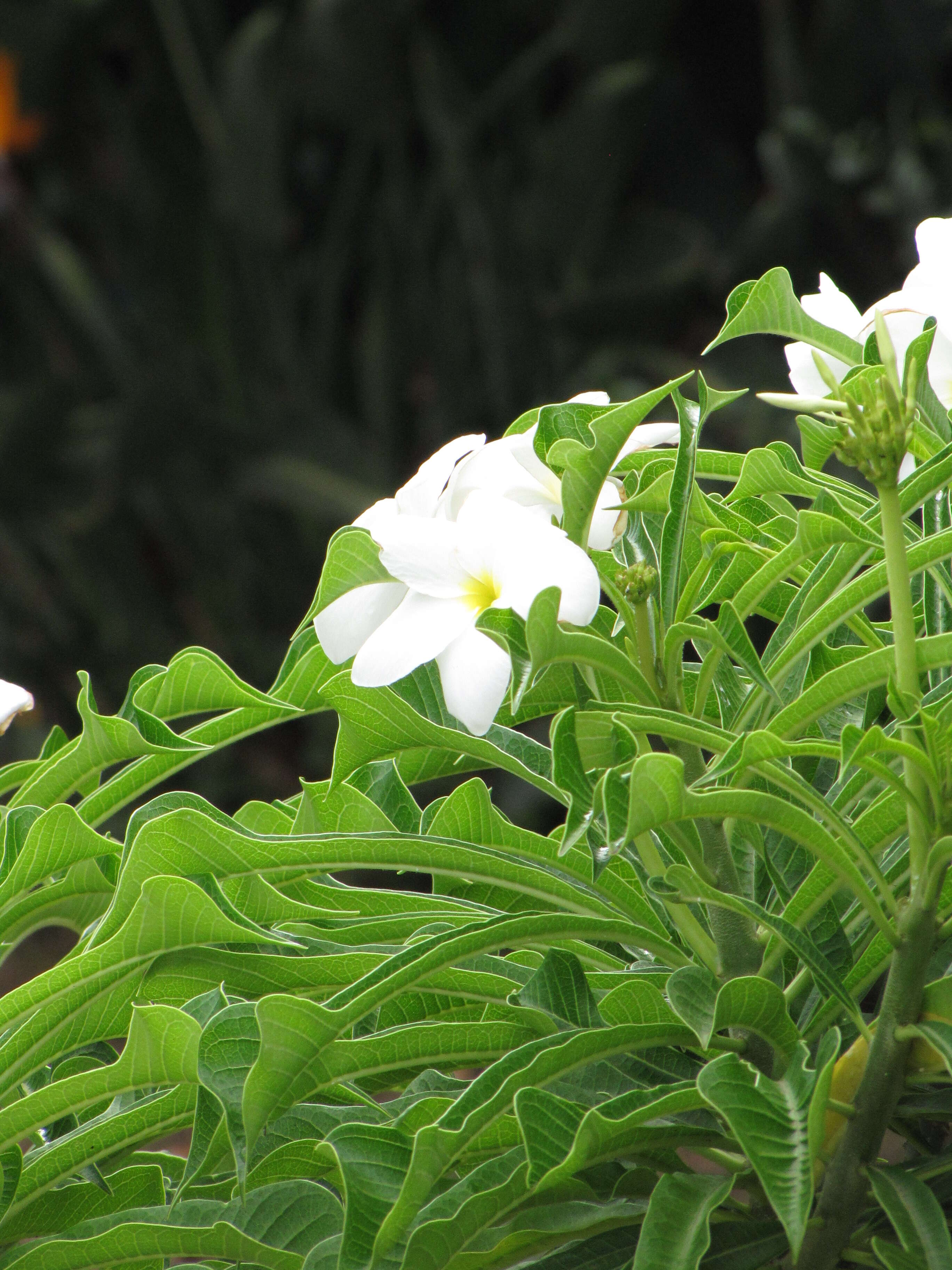 Image of bridal boquet