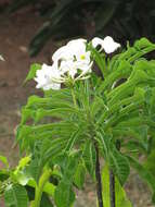 Image of bridal boquet