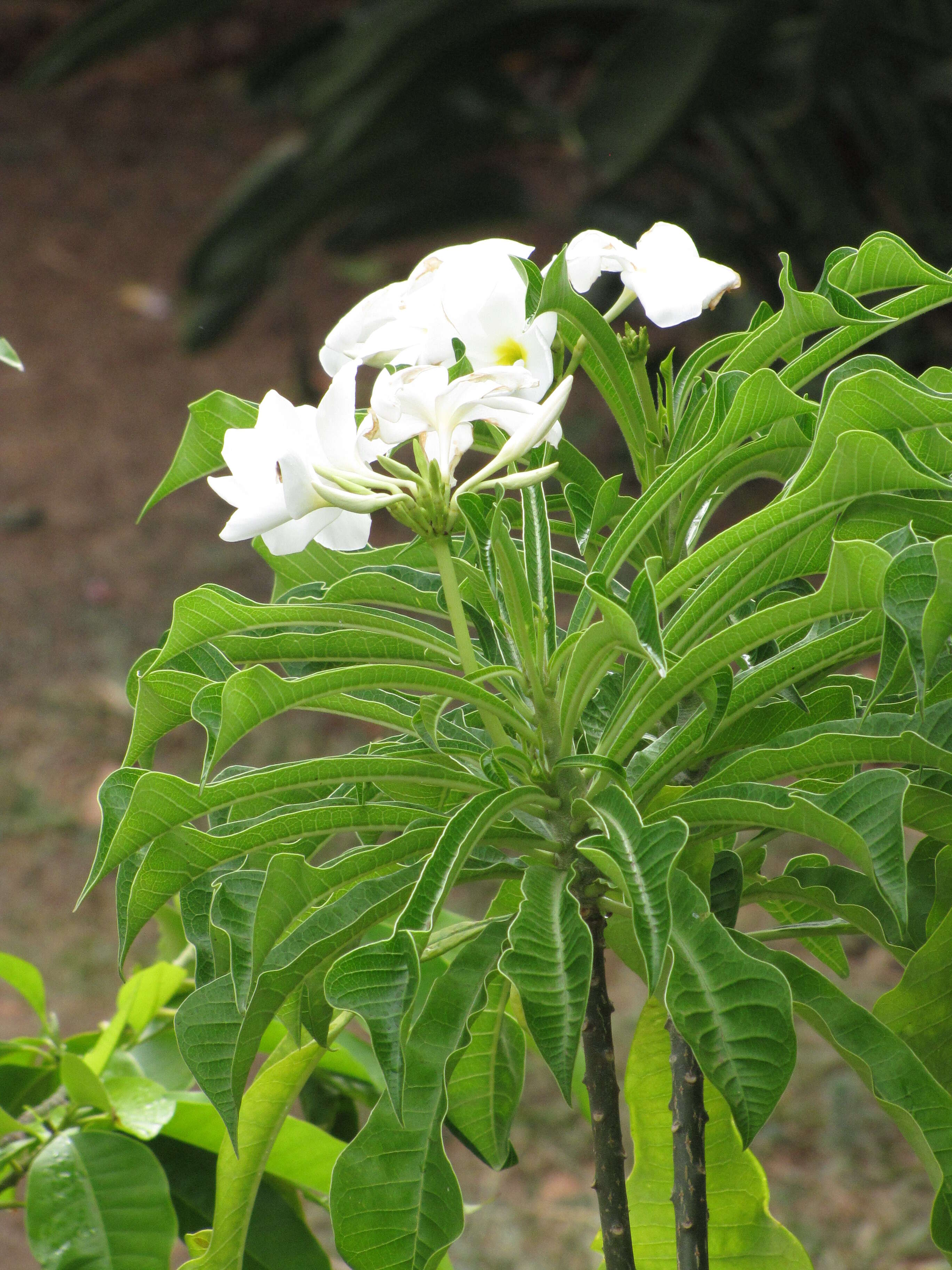 Image of bridal boquet