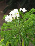 Image of bridal boquet