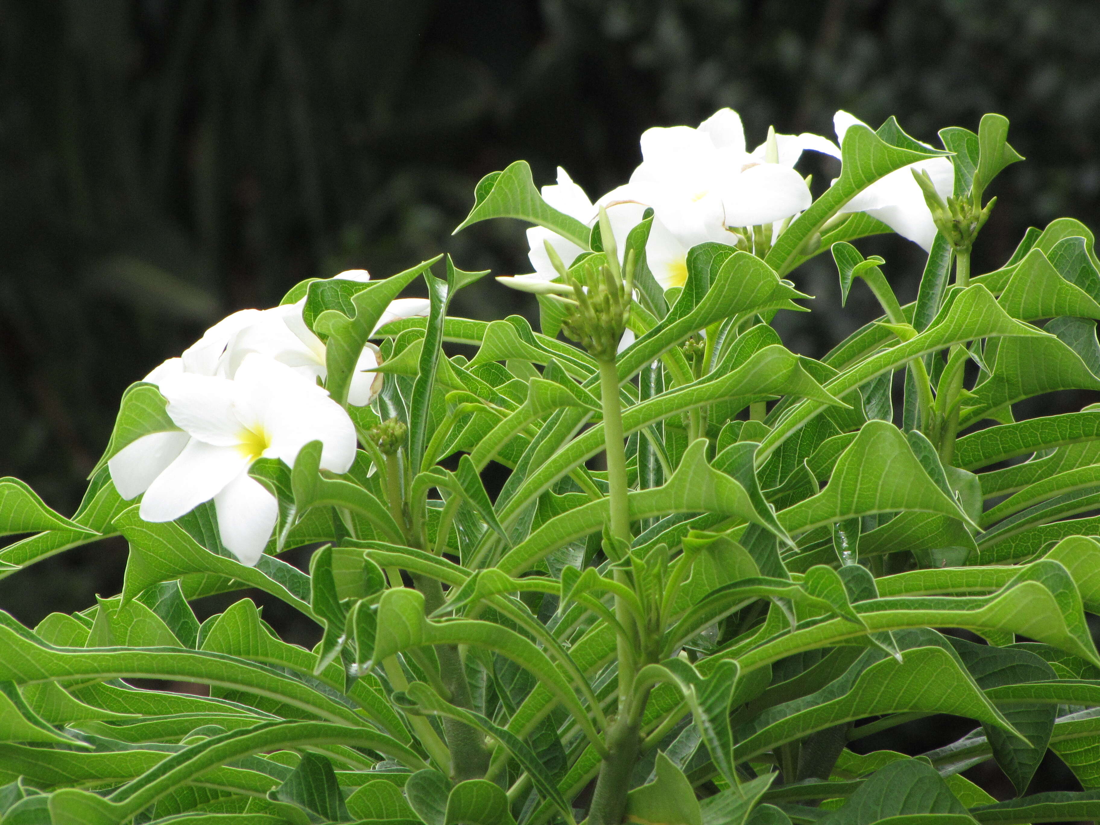 Image of bridal boquet