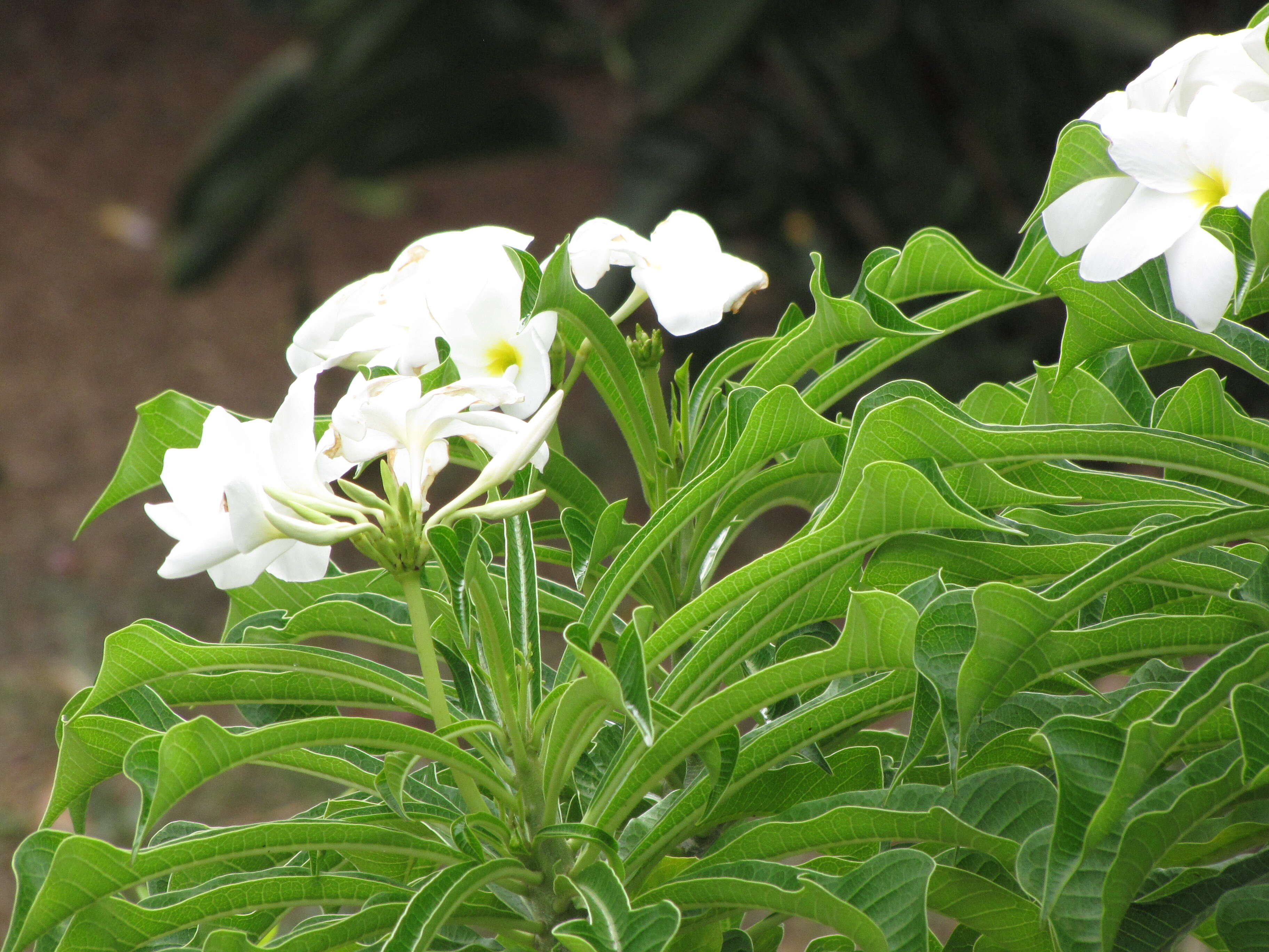 Image of bridal boquet