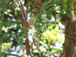 Image of Jasminum grandiflorum L.