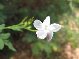 Image of Jasminum grandiflorum L.