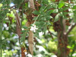 Image of Jasminum grandiflorum L.