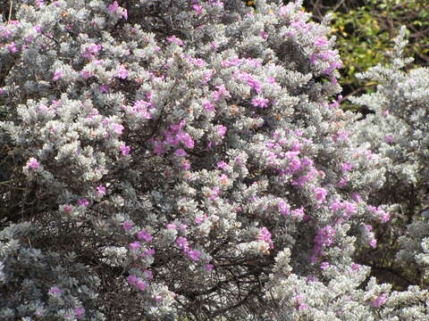 Imagem de Leucophyllum frutescens (Berl.) I. M. Johnston