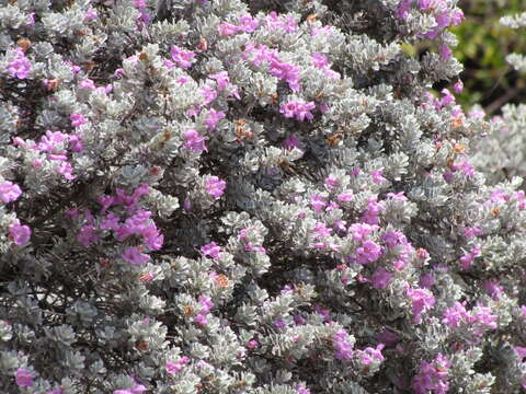 Imagem de Leucophyllum frutescens (Berl.) I. M. Johnston