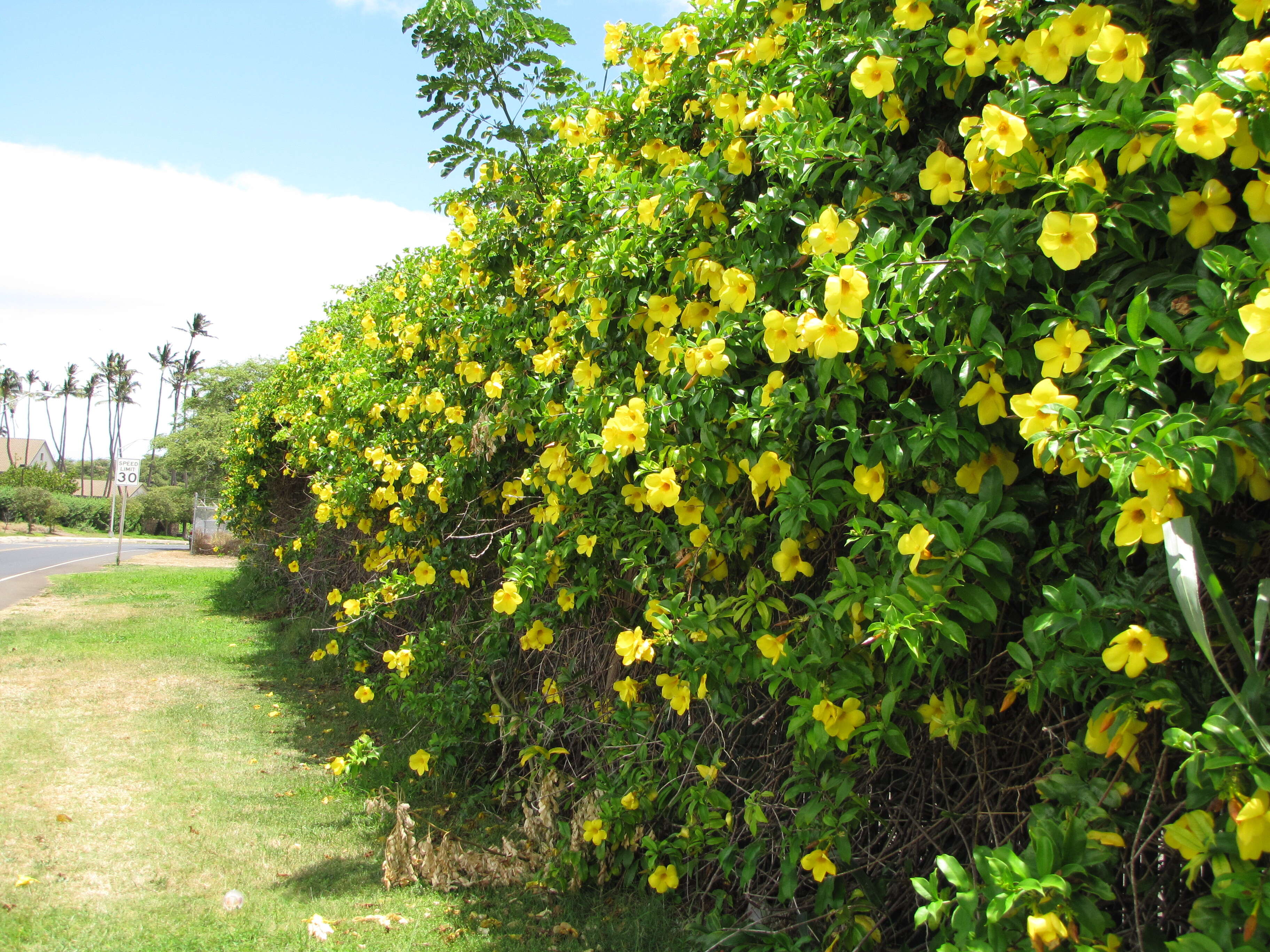 Image of golden trumpet