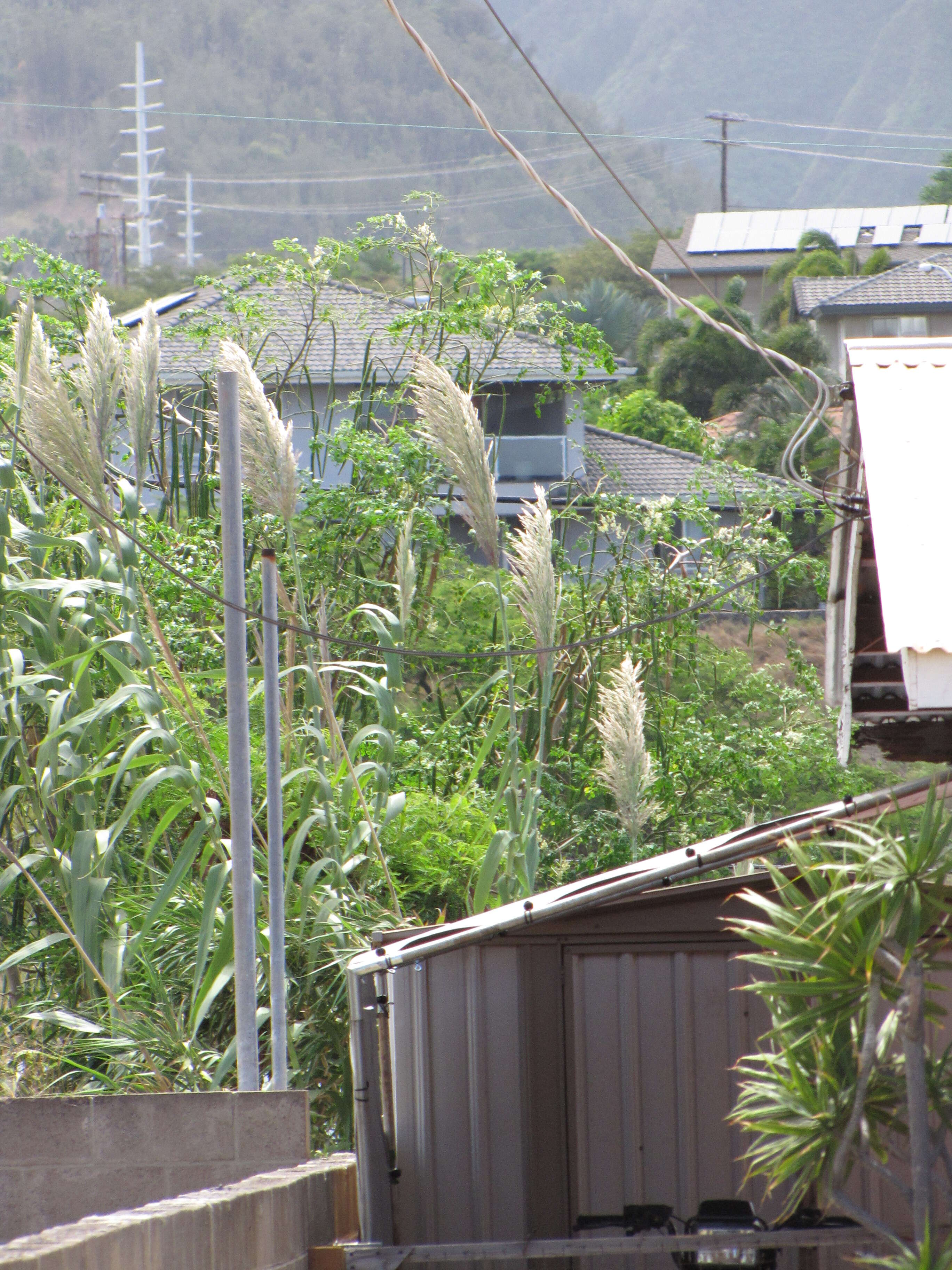 Image of giant reed