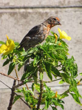 Imagem de Turnera ulmifolia L.