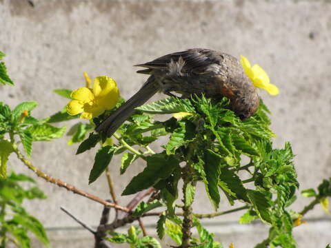 Imagem de Turnera ulmifolia L.