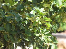 Image of Dwarf Umbrella Tree