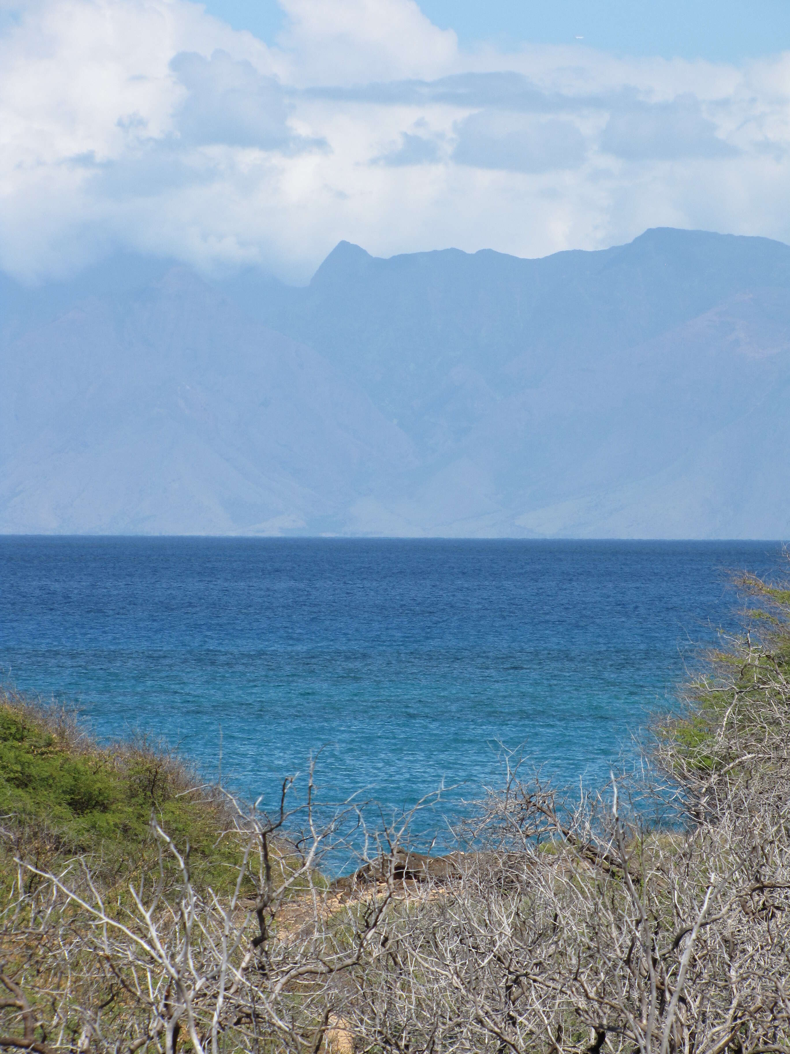 Image of coastal sandalwood