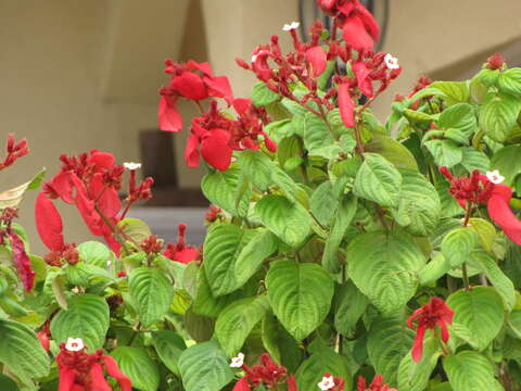 Image of red mussaenda