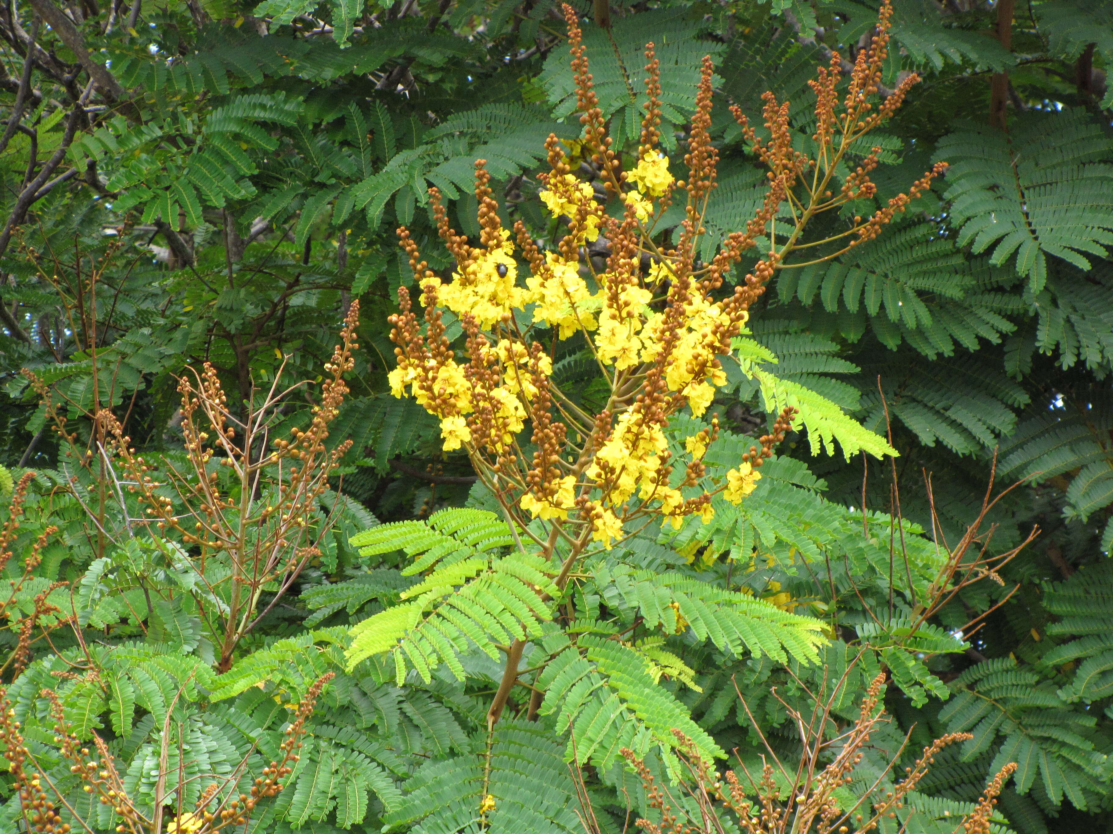 Image of Yellow Flame Tree