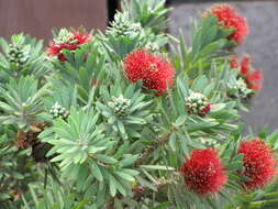 صورة Callistemon viminalis (Sol. ex Gaertn.) G. Don