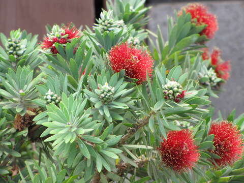 صورة Callistemon viminalis (Sol. ex Gaertn.) G. Don