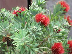 صورة Callistemon viminalis (Sol. ex Gaertn.) G. Don