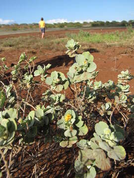 Image of yellow ‘ilima