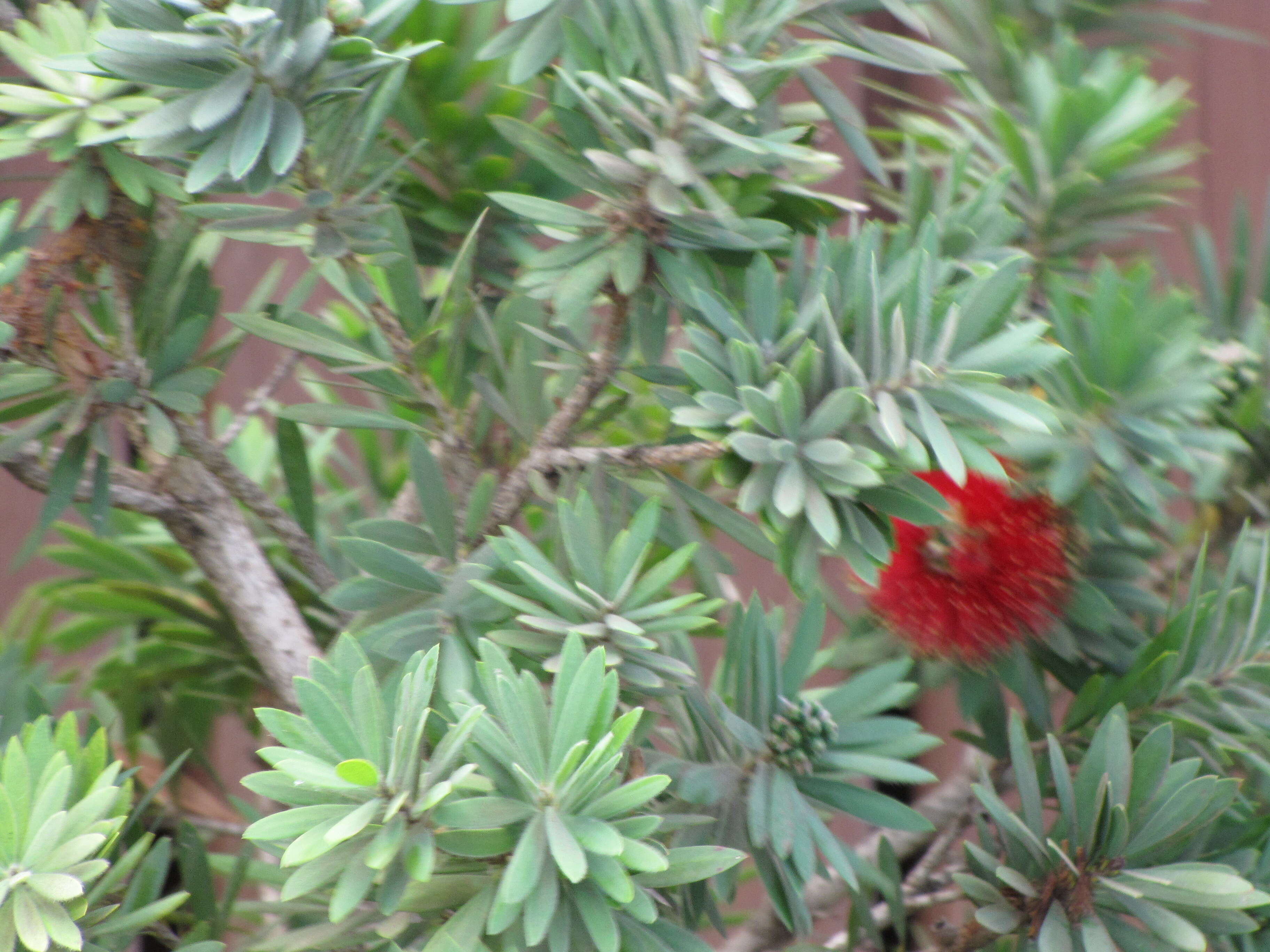 صورة Callistemon viminalis (Sol. ex Gaertn.) G. Don