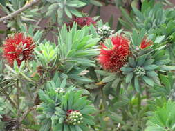 صورة Callistemon viminalis (Sol. ex Gaertn.) G. Don