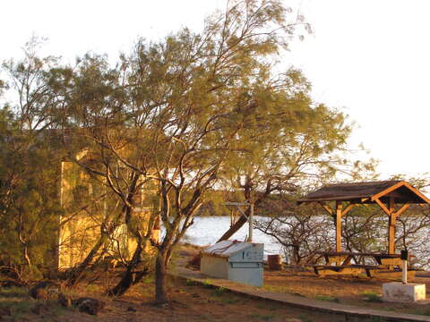 Image of Athel tamarisk