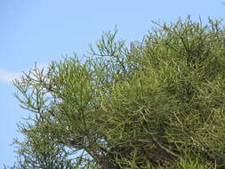 Image of Indiantree spurge