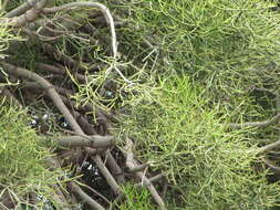 Image of Indiantree spurge