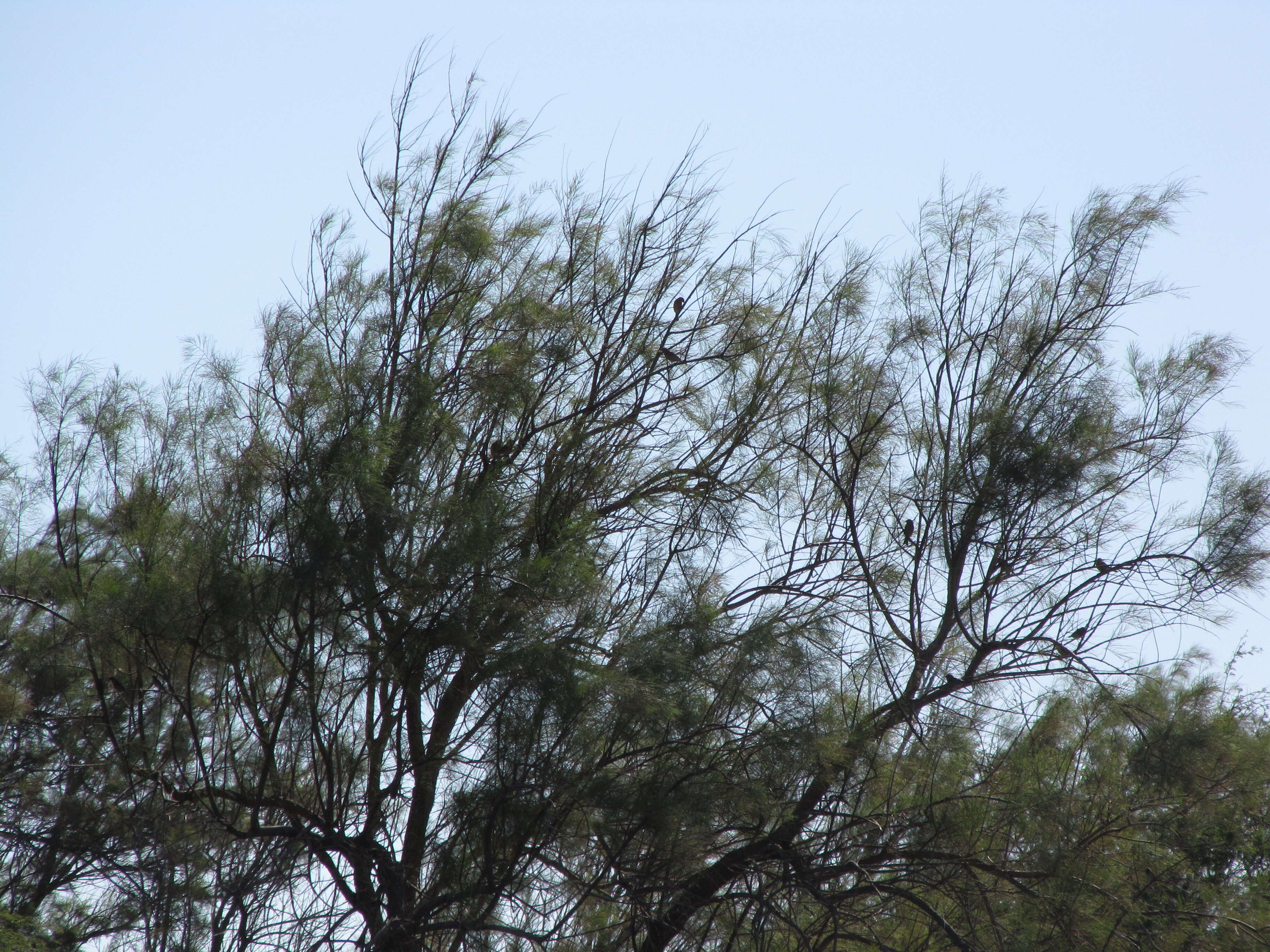 Image of Athel tamarisk