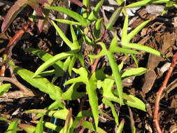 Image of sweet potato