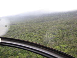 Image of Hawai'i holly