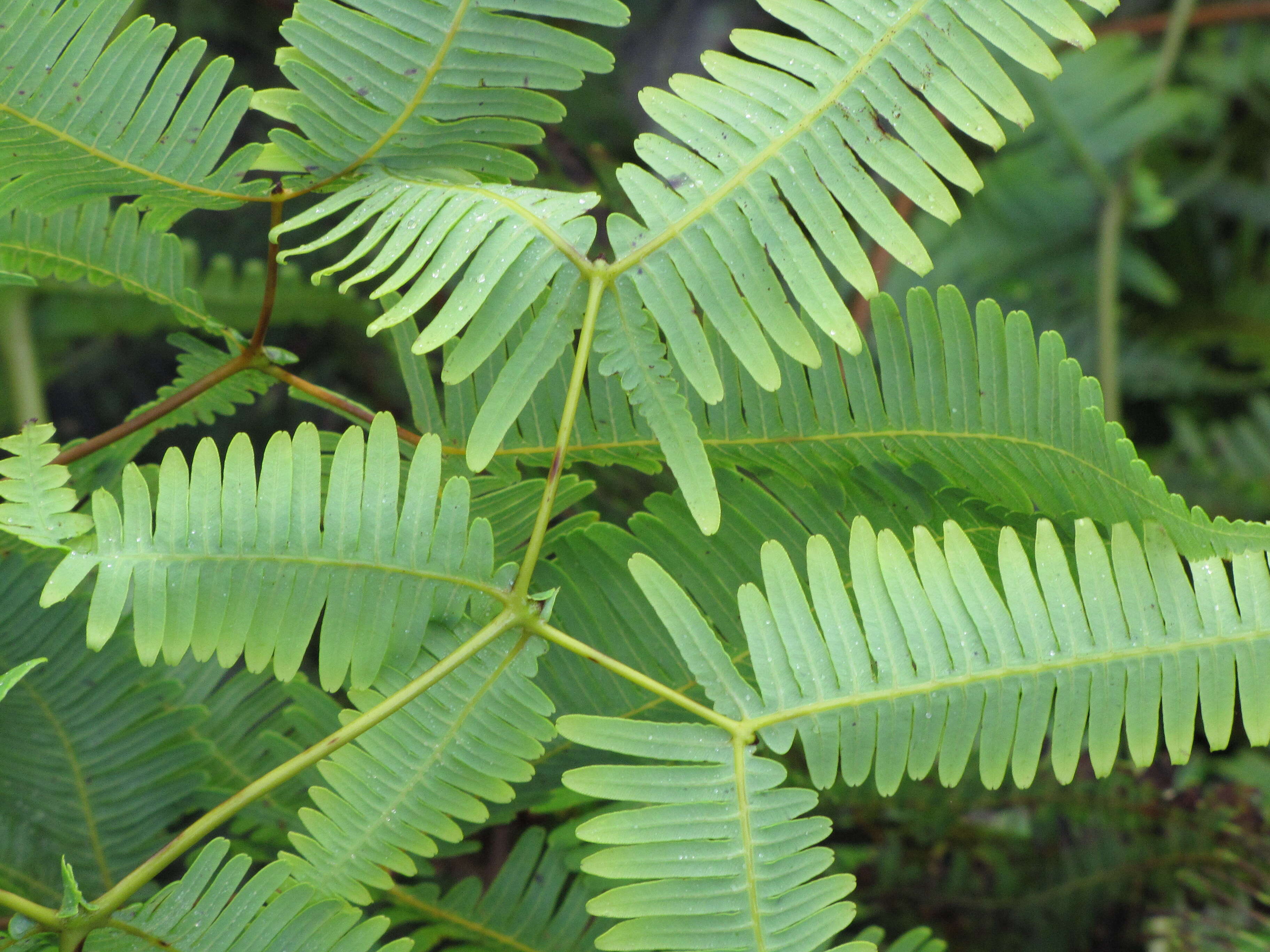 Image de Dicranopteris linearis (Burm. fil.) Underw.